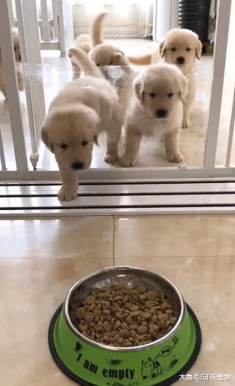 主人用胶带封门坑狗，结果二哈翻了个“帅气”的跟头，把胶带扯了