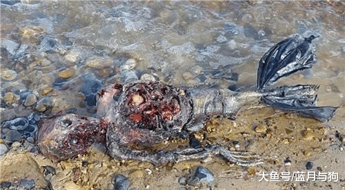 童话里都是骗人的，现实中的美人鱼竟是如此