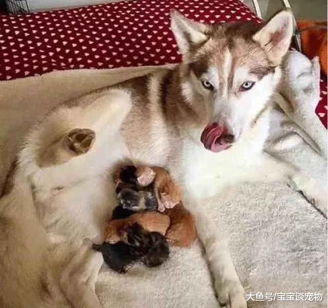 橘猫生下十只猫咪，哈士奇每天抢着带娃，猫妈都快气哭了