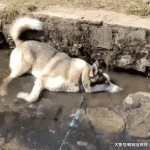 主人带哈士奇去散步，它跑到小河里吹起了泡泡，上辈子是条鱼吗？