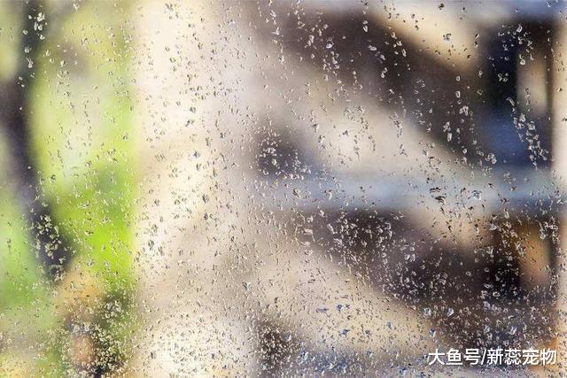 为什么狗狗会患皮肤病？其实是这5个原因造成的，铲屎官注意了