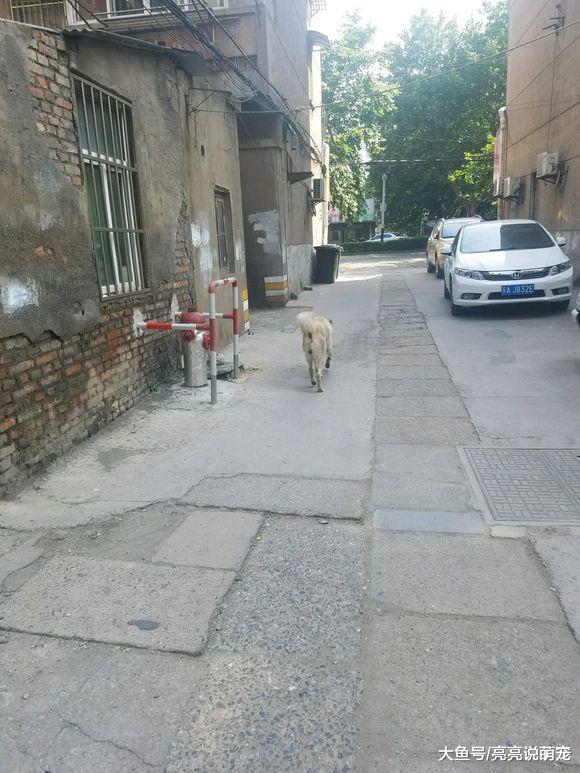 土狗随地大便，拉完扬长而去，丝毫没有觉得不好意思