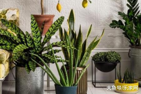 适合室内的植物哪些不错? 室内的植物种植要注意什么?