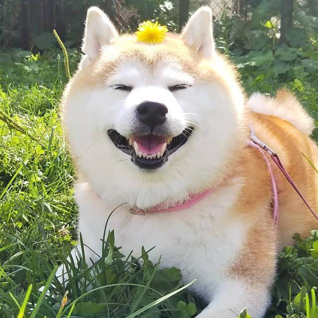 柴犬被主人恶搞穿丝袜, 那么问题来了, 柴犬和柯基谁的屁股性感