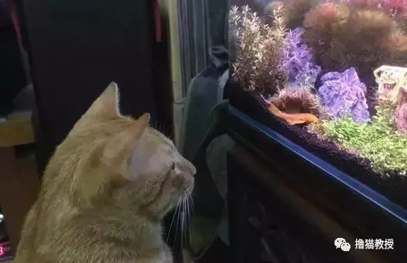 當家里有了魚缸后，貓咪就當電視看上癮了