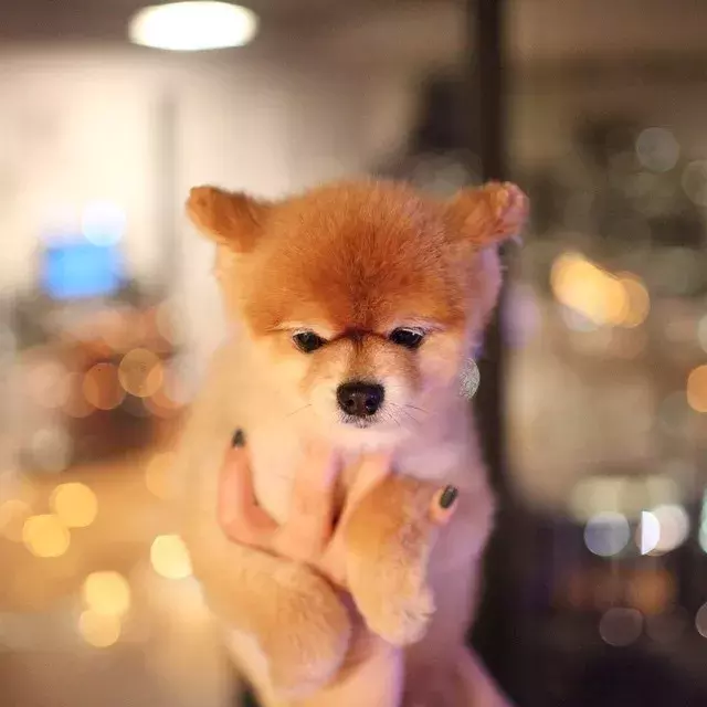這些蓬松的博美犬，可愛到爆了！