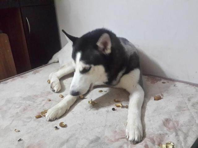 哈士奇养成偷吃习惯, 误食一整盒巧克力, 网友: 不想要狗命了