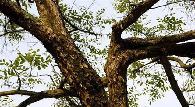 农村这树常见，农民拿它当柴火烧，却不知其成材后价格比肩紫檀