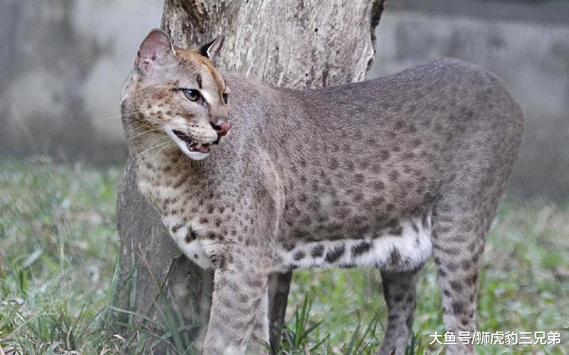 这种长相丑陋的猫科动物被称为“花豹之子”, 它常伴在花豹左右