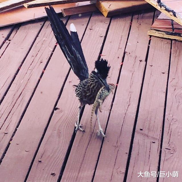 鸟儿天天叼蜥蜴，到女子门前跳舞表白，专家表示它爱的不是你
