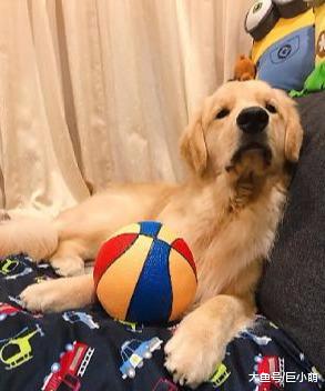 主人给金毛买了新玩具，它玩了21秒就报废，瞬间变脸卖萌装无辜