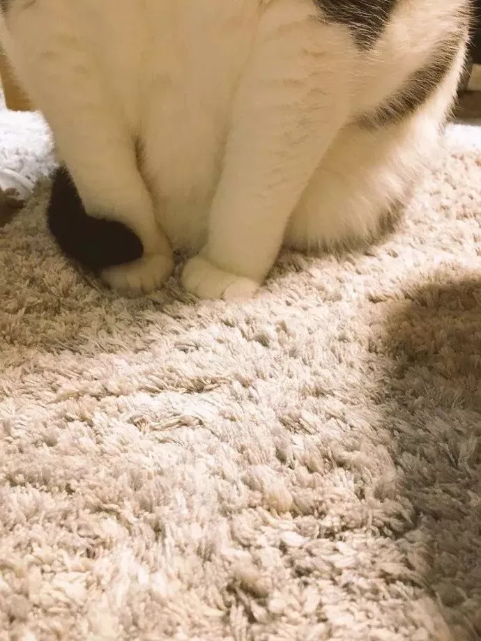 有人说，这是快速区分男女喵的方法，只不过…