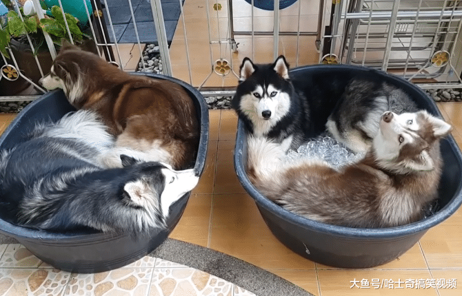 快40度的高温下，二哈是怎么度过的？网友想了个好方法
