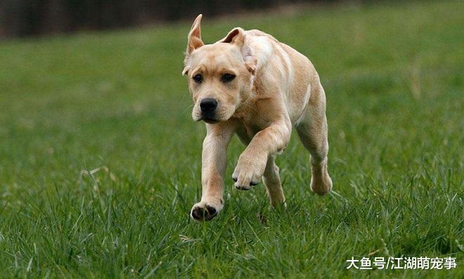 你想养拉布拉多吗？看完下面这5点，还敢养吗？