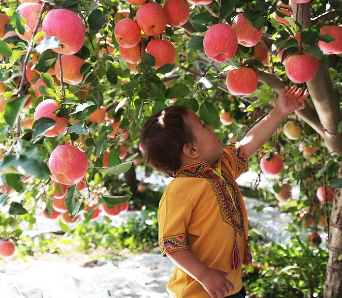 歪瓜裂枣才好吃？新疆“阿克苏”苹果卖相虽丑，却比红富士花牛甜多了