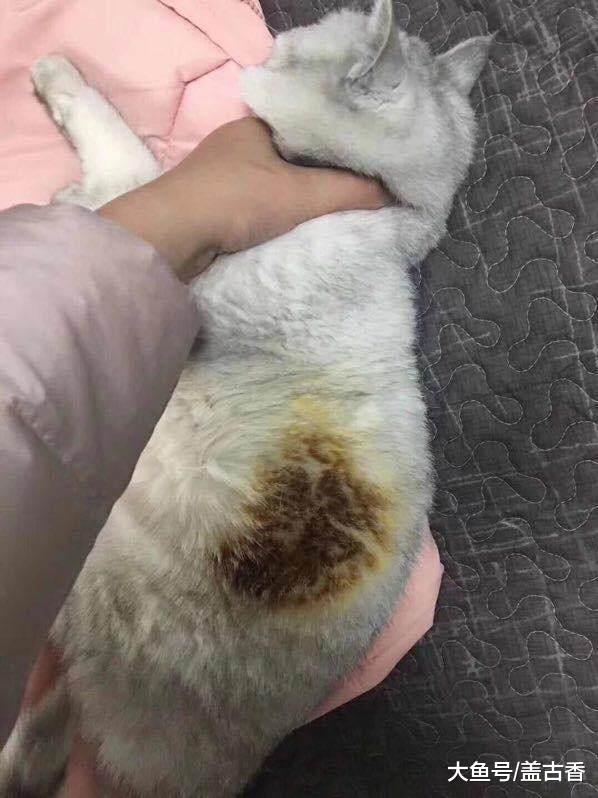 主人正看电视，突然闻到股烧焦味，看到猫咪的举动后哭笑不得！