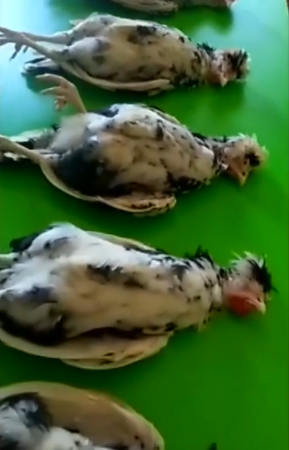 捏住老虎的后颈肉，它会不会像猫一样变乖？