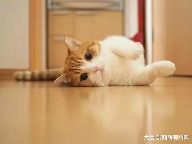 两只小短腿靠“唱歌”成了全网最红的喵，场面太萌根本招架不住！