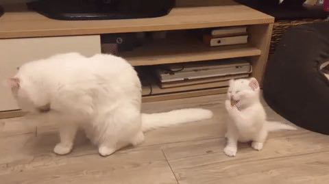 辟谣：猫咪舔毛只是为了清洁身体？不，还有这4点隐藏在其背后