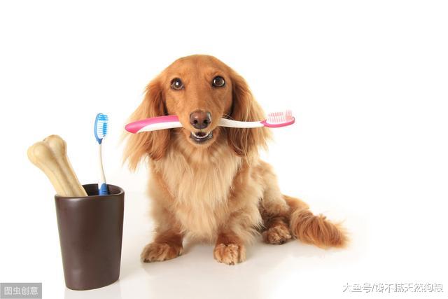 养狗人家里一股狗味？这5种方法，能让你家空气变清新