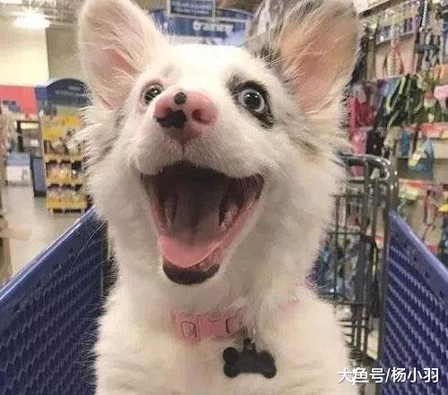 好端端的狗子一进超市变“无赖”，做的那些事儿件件让主人脸红