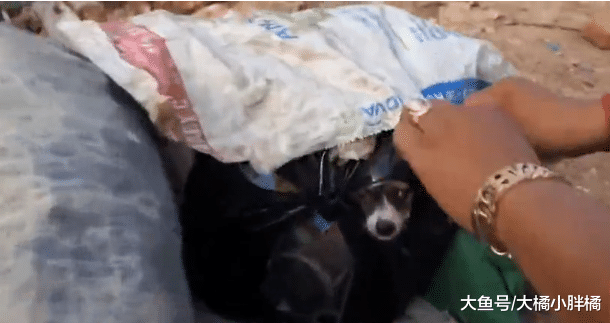 小狗被当做垃圾扔掉，它为了活命拼命挣扎，幸好及时发现保住小命