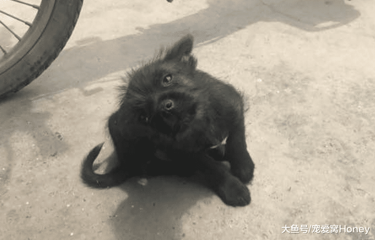 土狗旺旺，下輩子別再做土狗了！