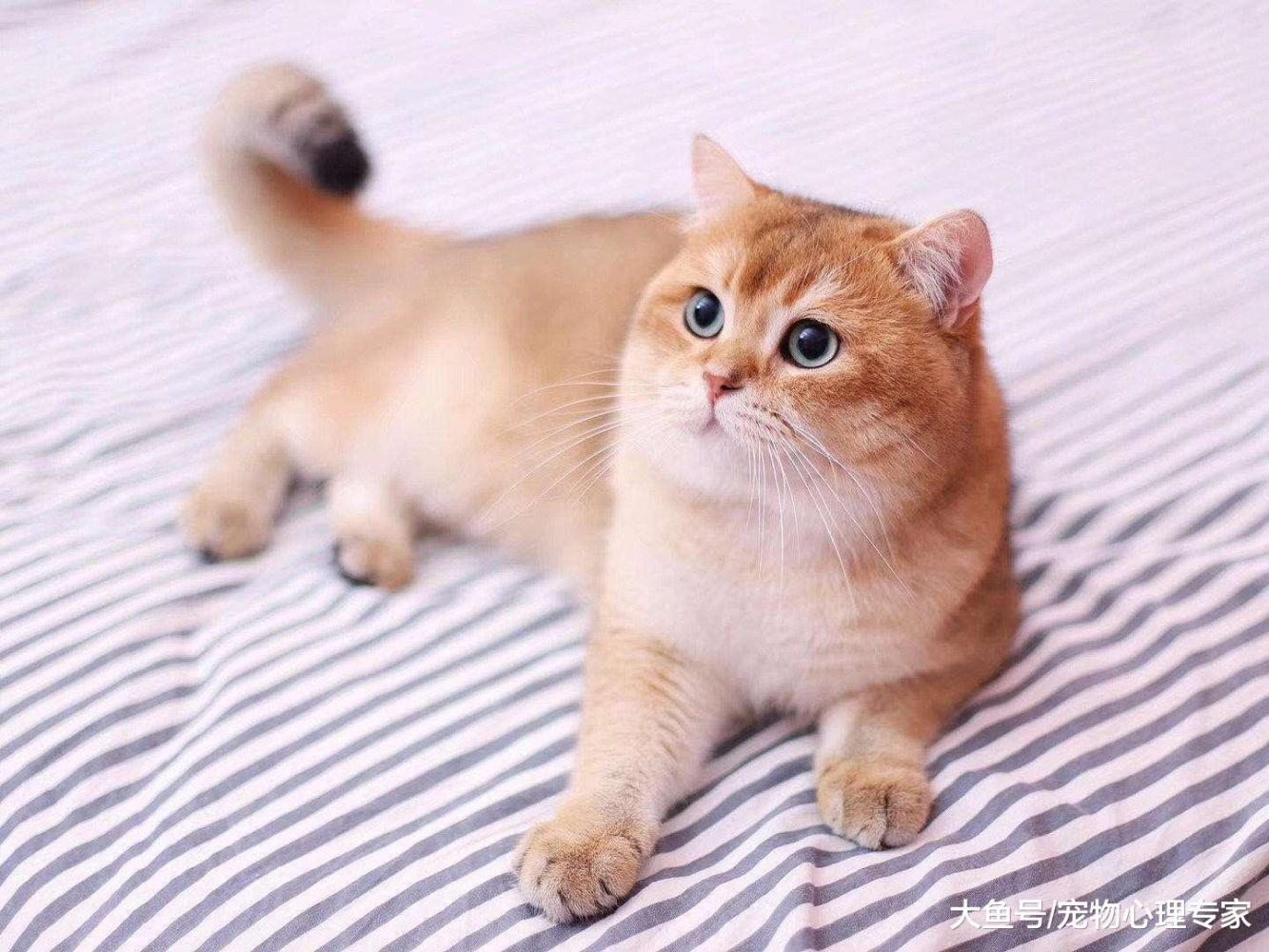 辟謠：吃生肉真的能發腮嗎？基因問題母貓根本沒有腮！