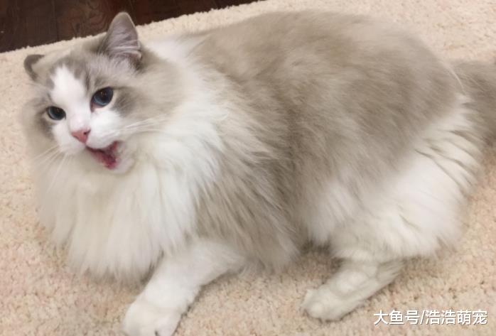 ?最受歡迎的8種寵物貓，一個比一個會賣萌，你家主子上榜沒？