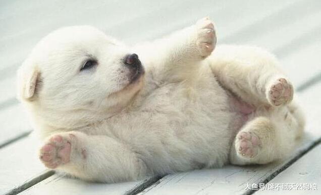 狗狗洗澡就“发疯”？其实原因有几个，并不是不喜欢洗澡