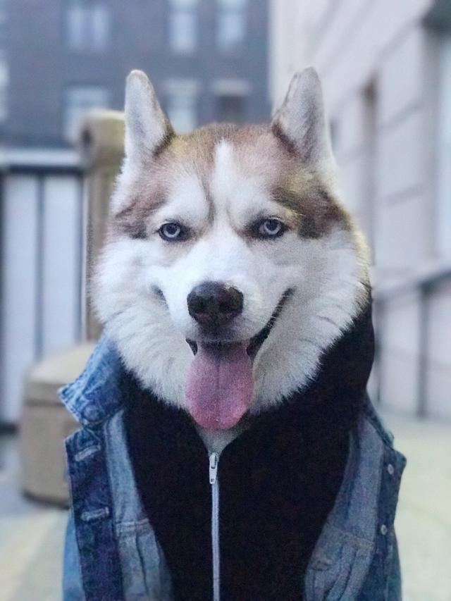 冬季到了, 狗狗也怕冷, 如何给狗狗御寒保暖? 别只是说穿衣服