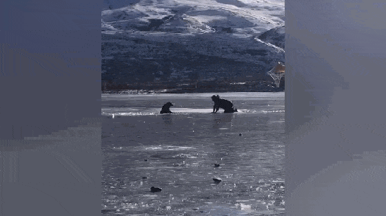 大黑狗掉进冰窟窿, 扒着冰面高叫呼救, 主人的举动暖心了……