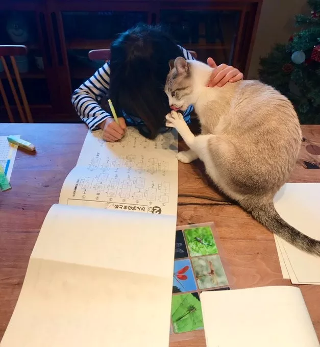 读书和学习是人类进步的阶梯，猫说：那倒也未必