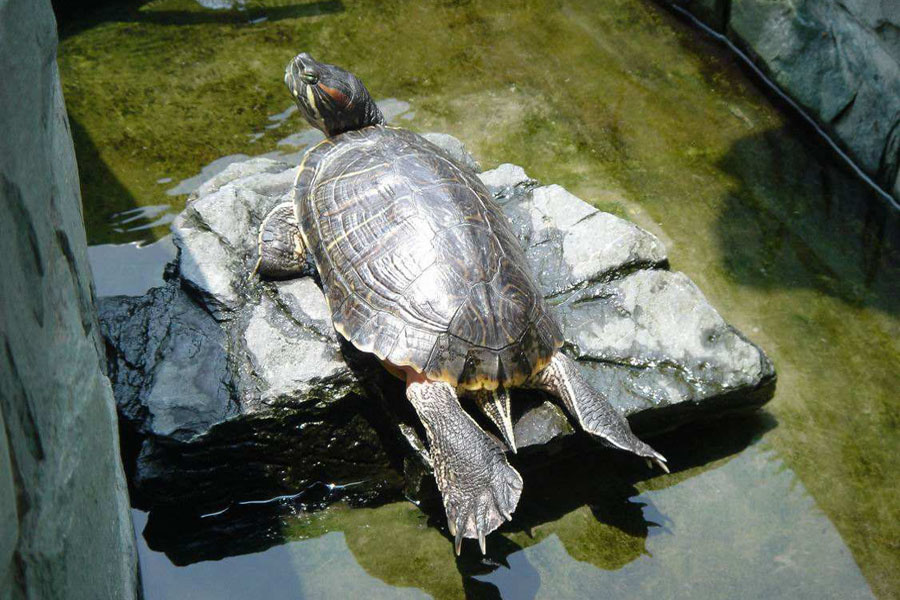 冬天养乌龟，隔着玻璃晒太阳有用吗？