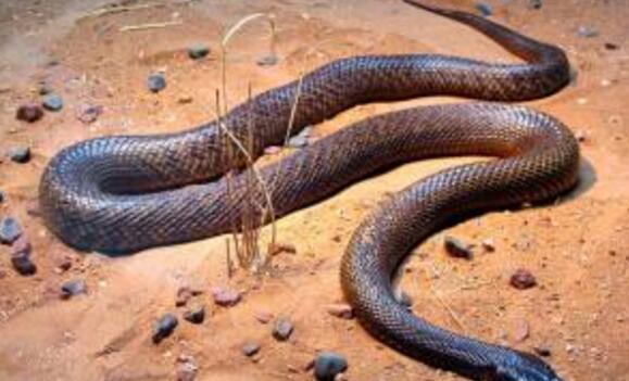 澳洲10大最致命的毒蛇，虎蛇第一，太攀蛇第二，你知道几种？
