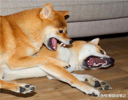两只柴犬抢夺玩具，因胜出方式独特总红，最狠的眼神配最怂的动作