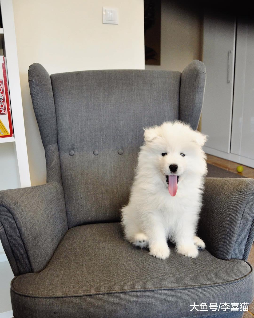 铲屎官看到狗狗拆家破坏玩具先不要责骂，这五个拆家原因了解一下