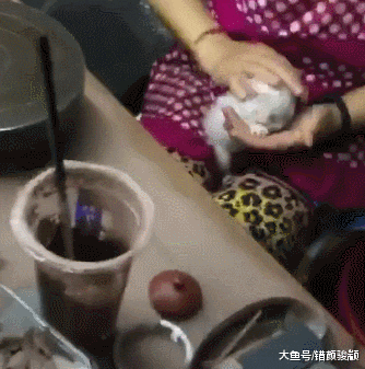 猫咪钻进紫砂壶卡脑袋了，主人不知该怎么办，网友：保大还是保小