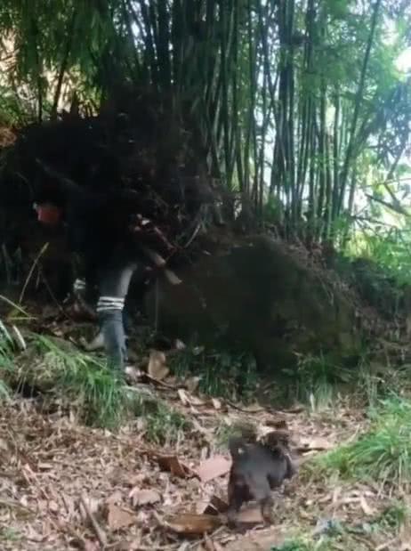 小狗跟父親去砍柴，回來后狗背上拴著木柴，網友：狗還能這么用？