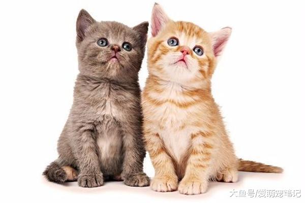 猫咪频繁“舔舐”行为的原因，不光是表达爱意，或许是在缓解压力