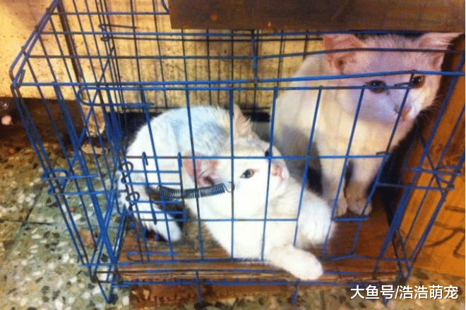 猫咪犯错，如果教育方式不对的话，它不会反思还会“记仇”