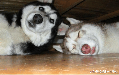 网友买了一只烧鸡，转头却发现烧鸡不见了，偷吃的二哈死不承认