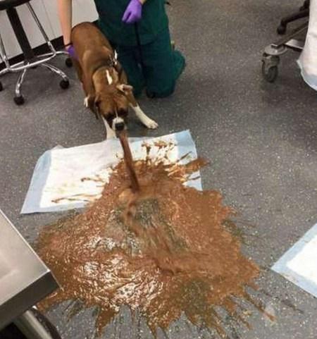 为了你家狗狗的健康, 以下6种食物还是不喂、少喂为妙!