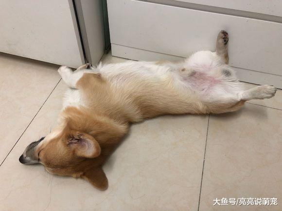 养柯基真不容易，只要在家关着就“造反”，它每天都要出去