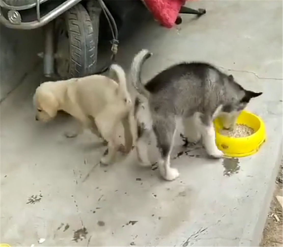 二哈吃狗粮，吃着碗里的看锅里的，二哈：都是我的……