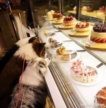 狗遛人怎么办？这5招，帮你轻松解决