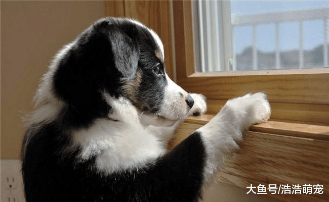 狗狗爱一个人会有5种表现, 养狗的仔细观察一下, 你家的有没有?