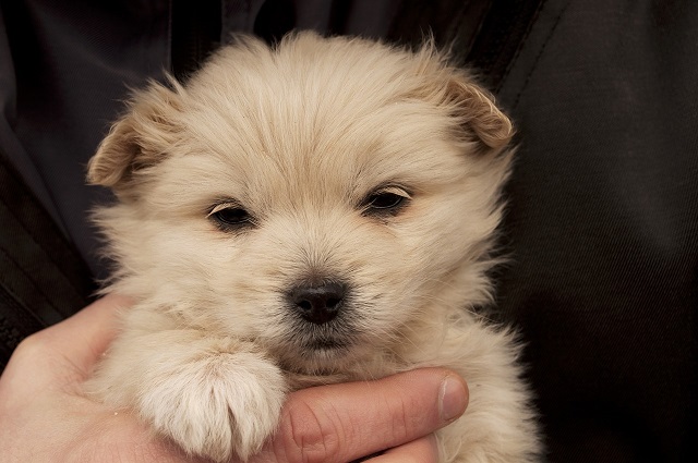 买狗没经验害怕吃亏，健康的狗怎么区分，学习下买只好狗狗