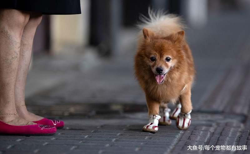 狗狗不听话惩罚是正确的，但是在惩罚狗狗时也要有个限度