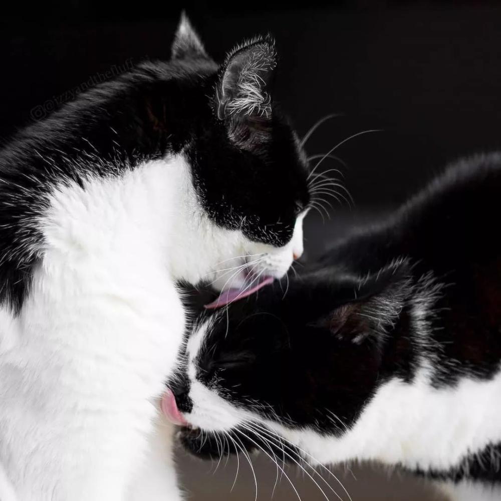 这只奶牛猫不仅会比心! 还有卡姿兰大眼睛